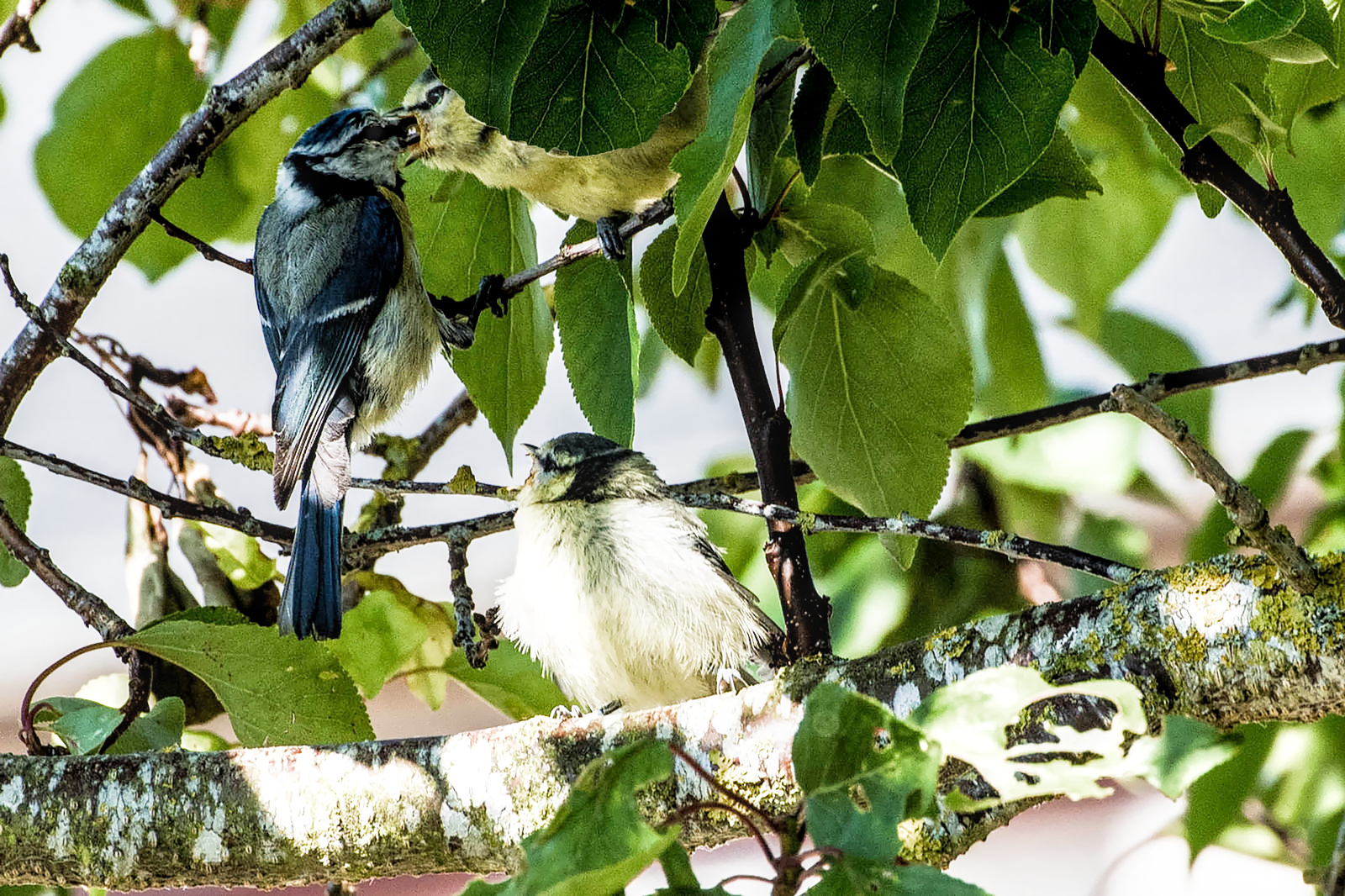 Mésange.3 (1 sur 1)1600px-Rev_01.jpg