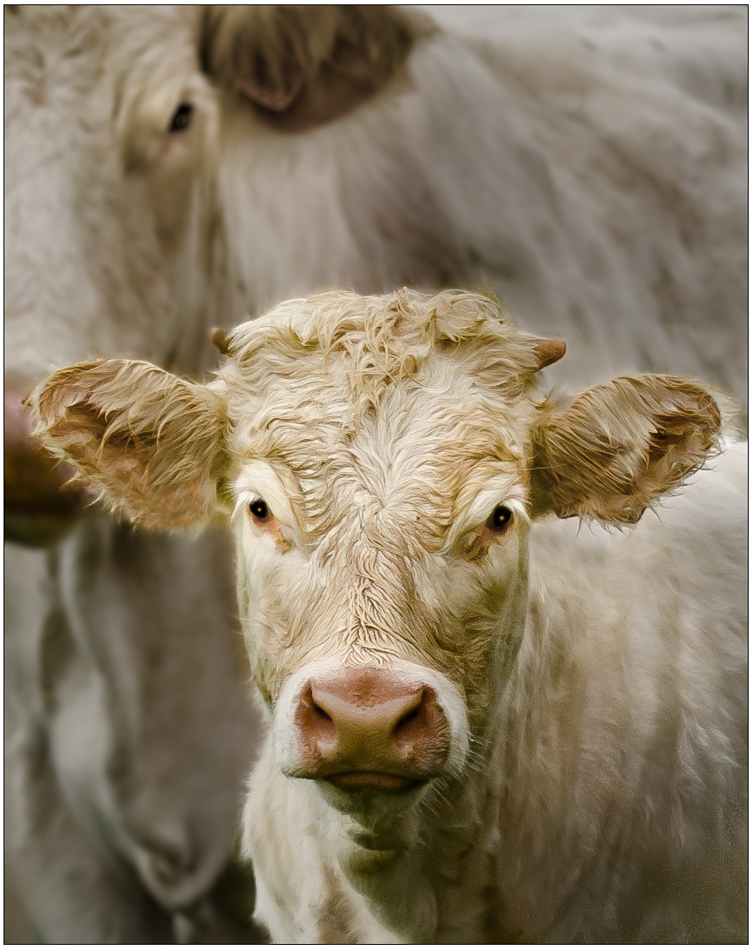 Ah Les petites vaches.jpg