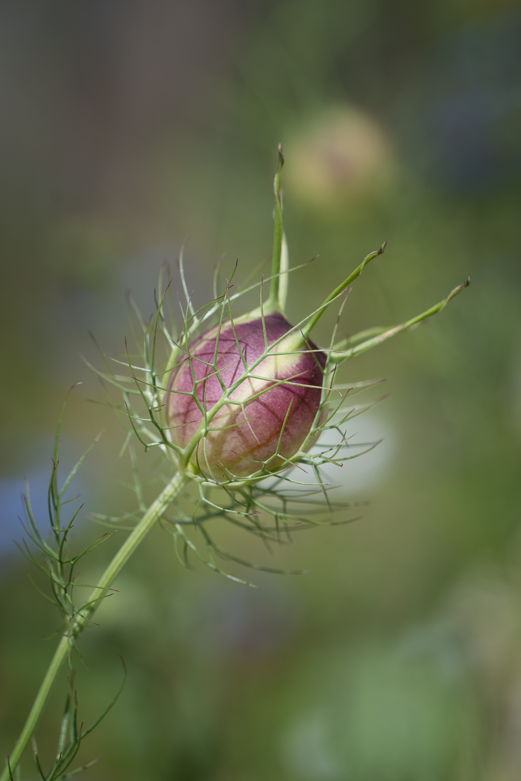 DSC_3658-Modifier.jpg