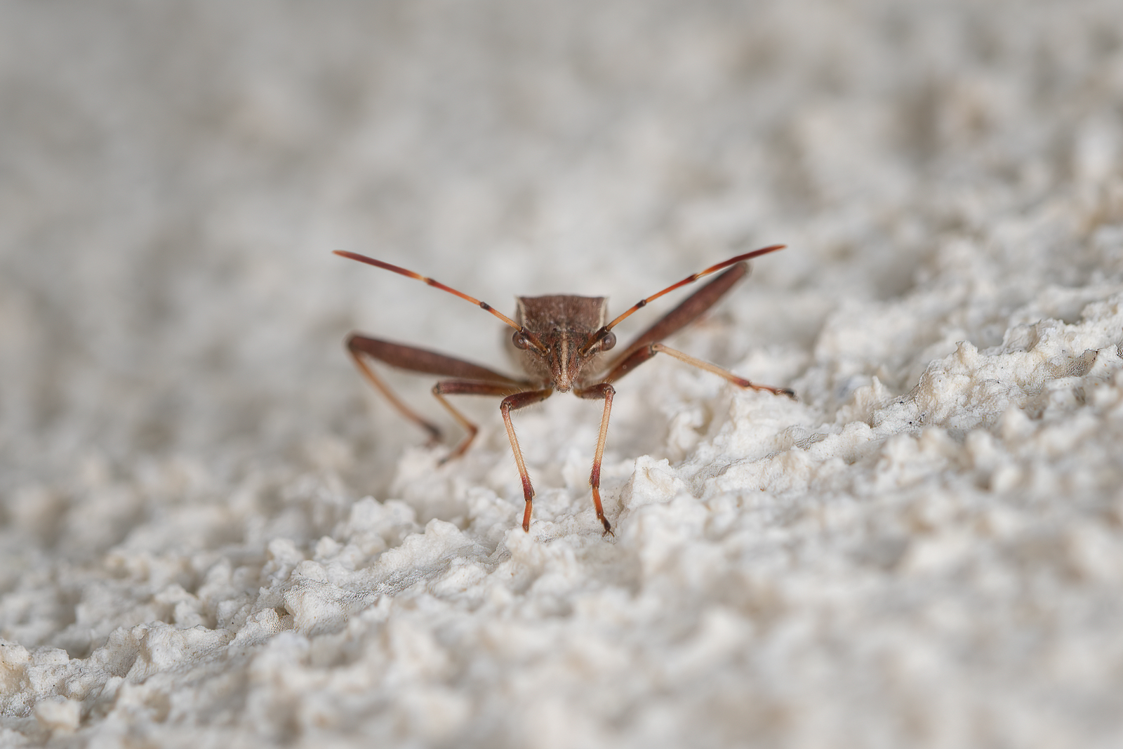 DSC_3703-sharpen-focus-Modifier.jpg