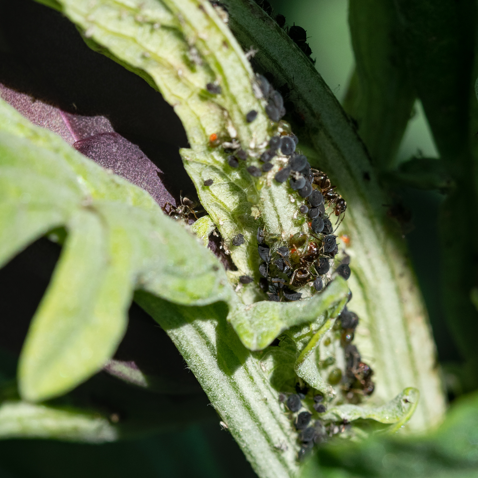 26 mai 2020_Fourmis & Pucerons.jpg