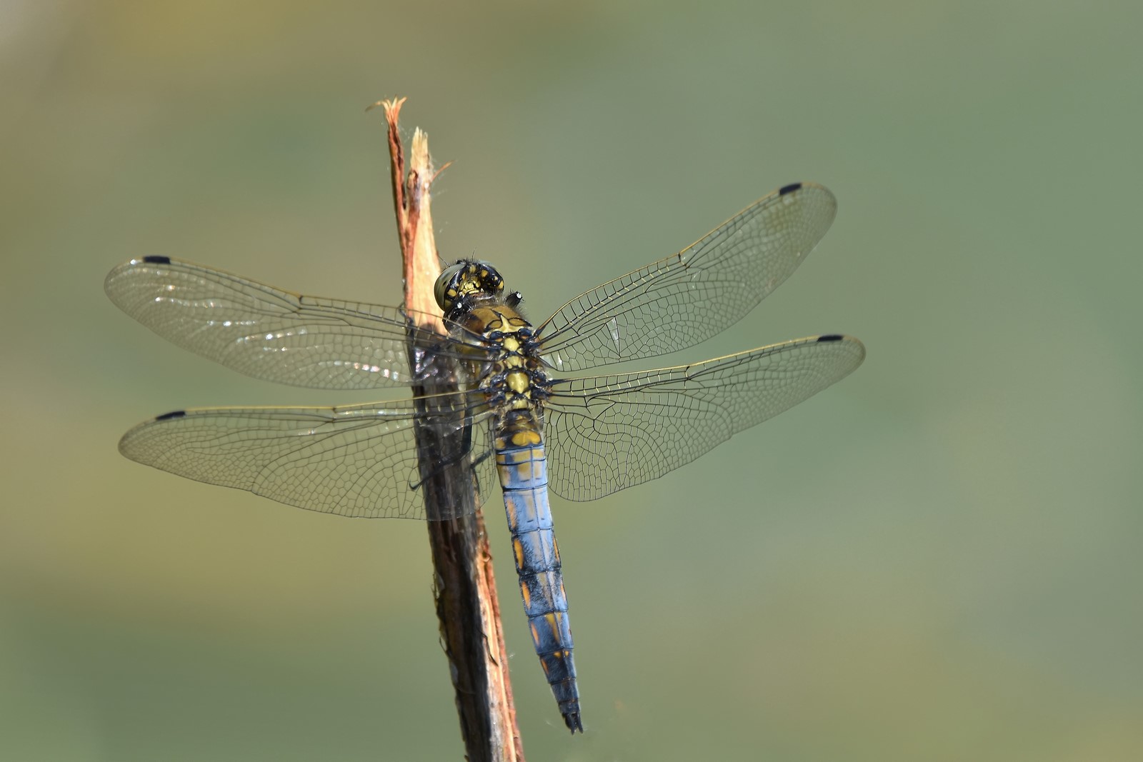 DSC_0107-2_filtered (Copier).jpg