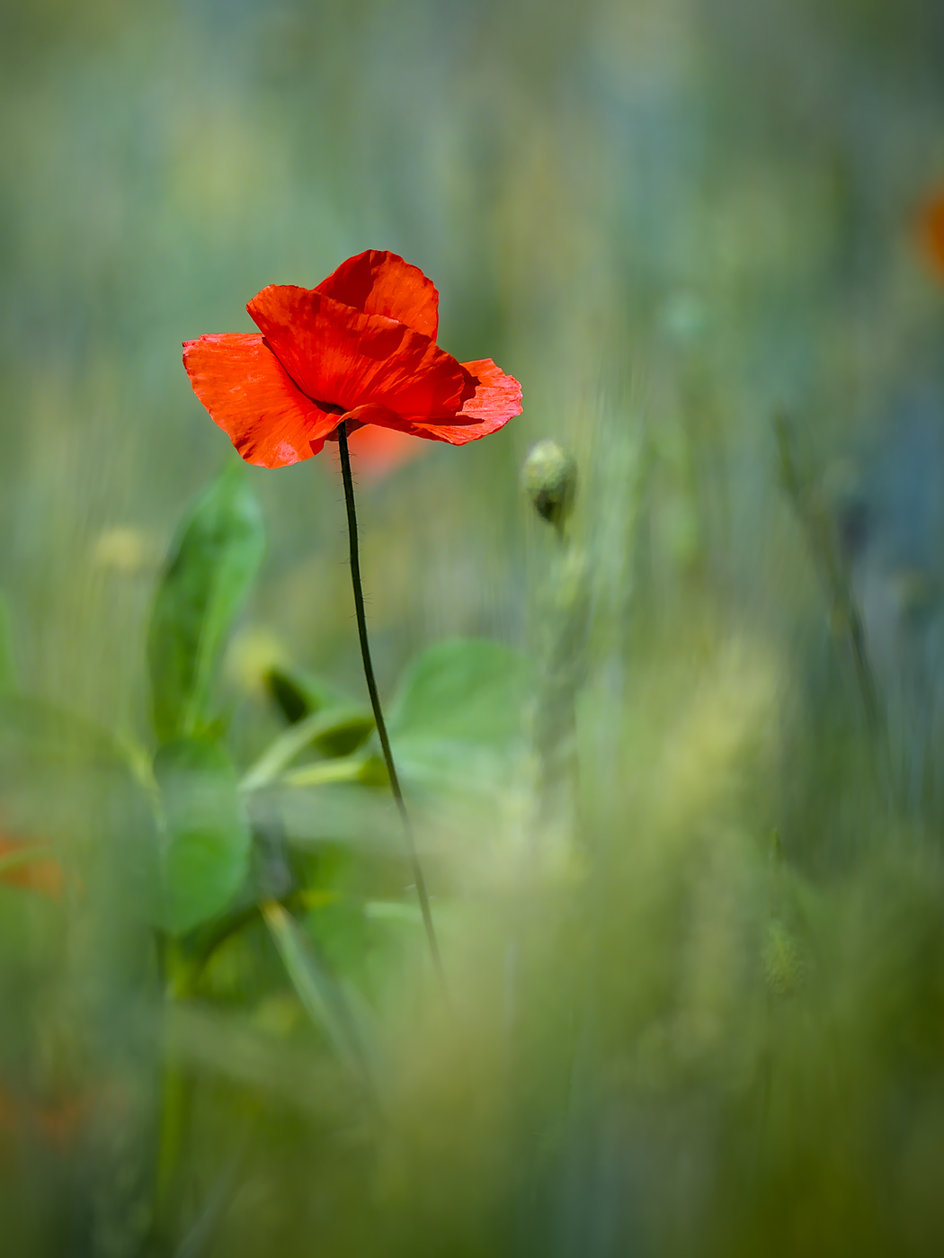 gentil coquelicot.jpg