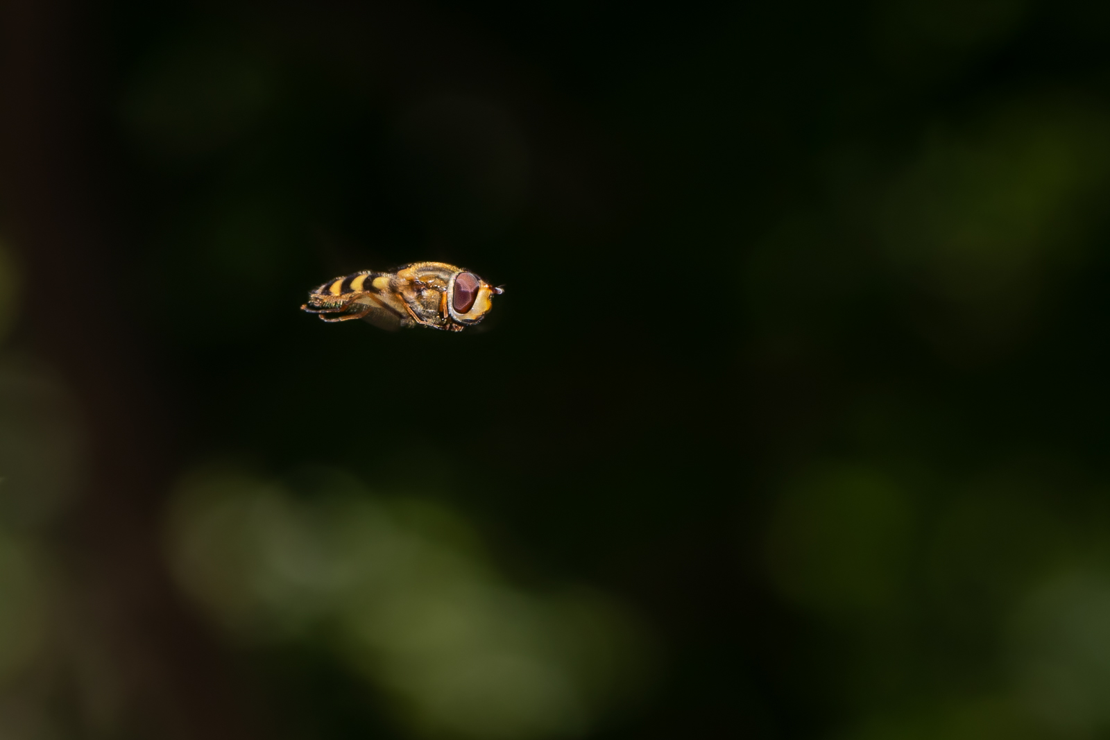 DSC_3765.jpg