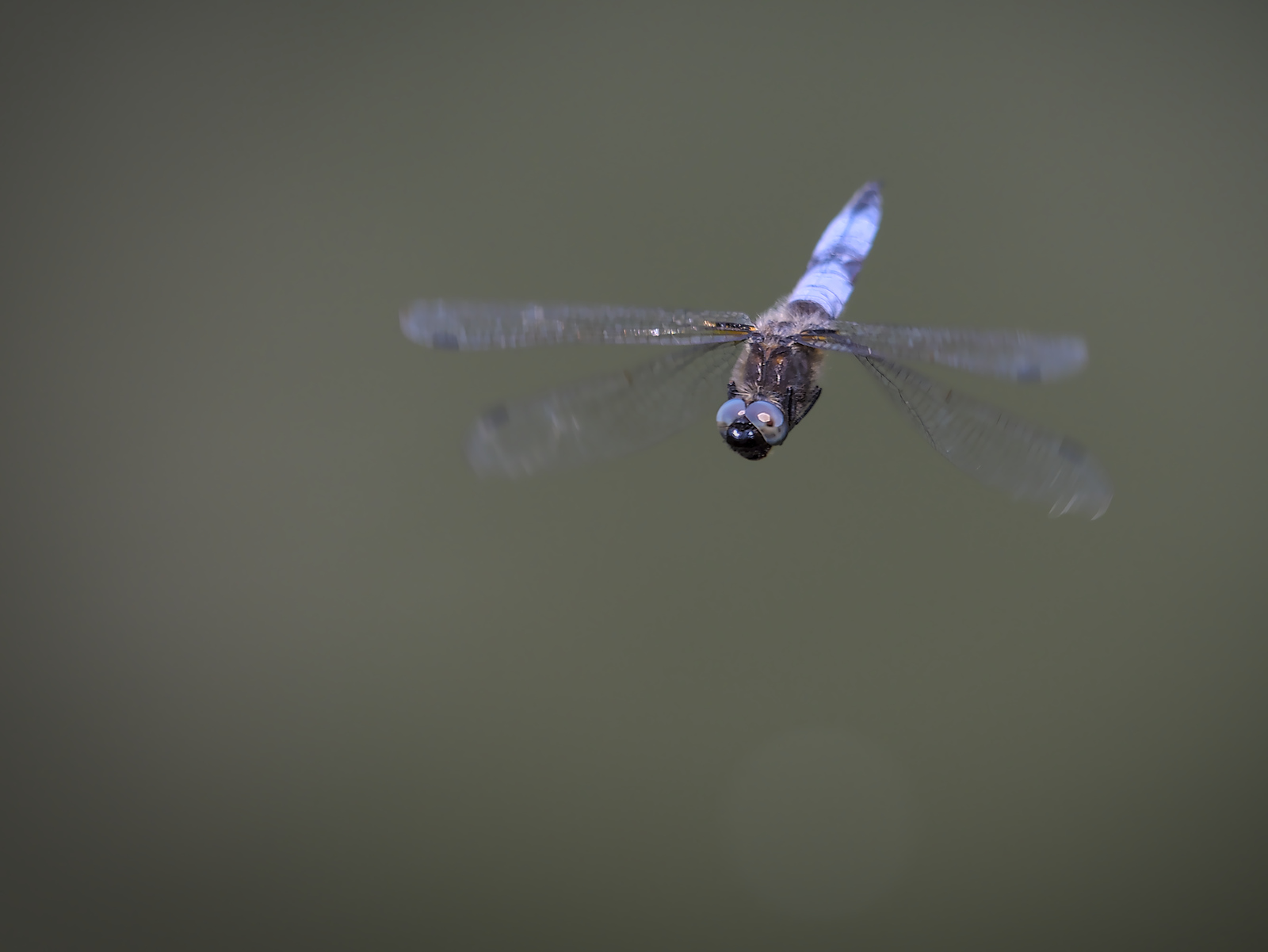 _JCA0229.jpg