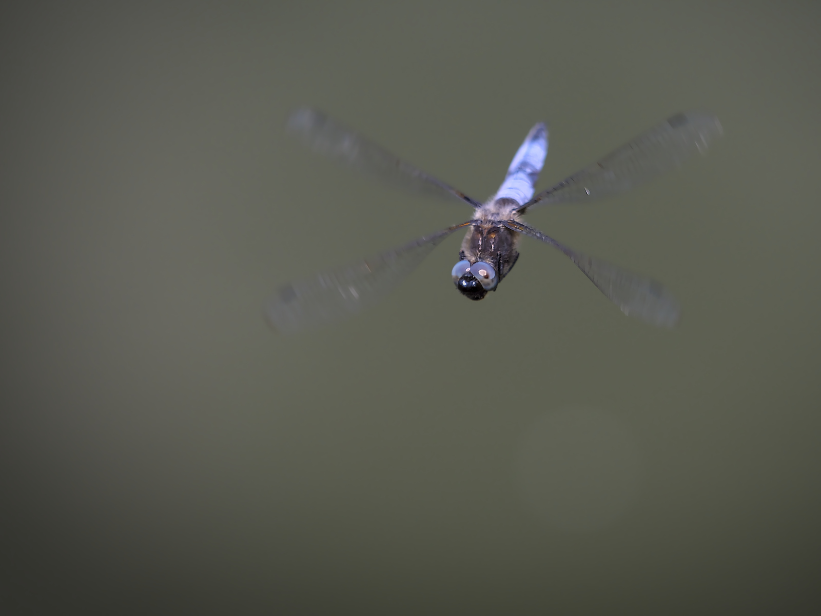 _JCA0231.jpg