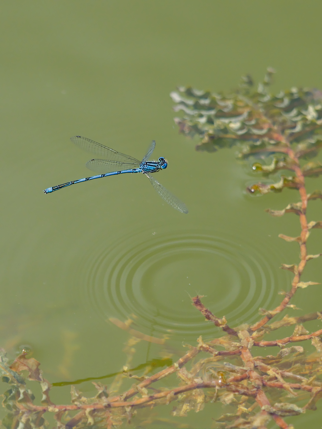 _JCA0270.jpg