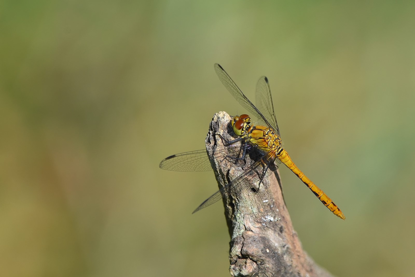 DSC_0228_filtered (Copier).jpg