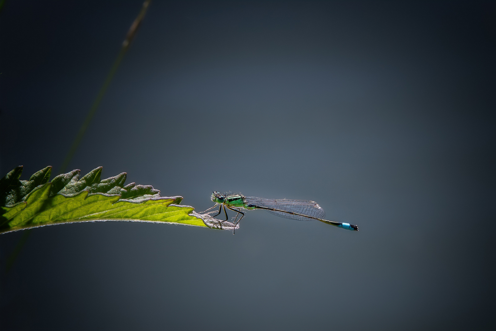 DSC_3957-Modifier-sharpen-sharpen.jpg