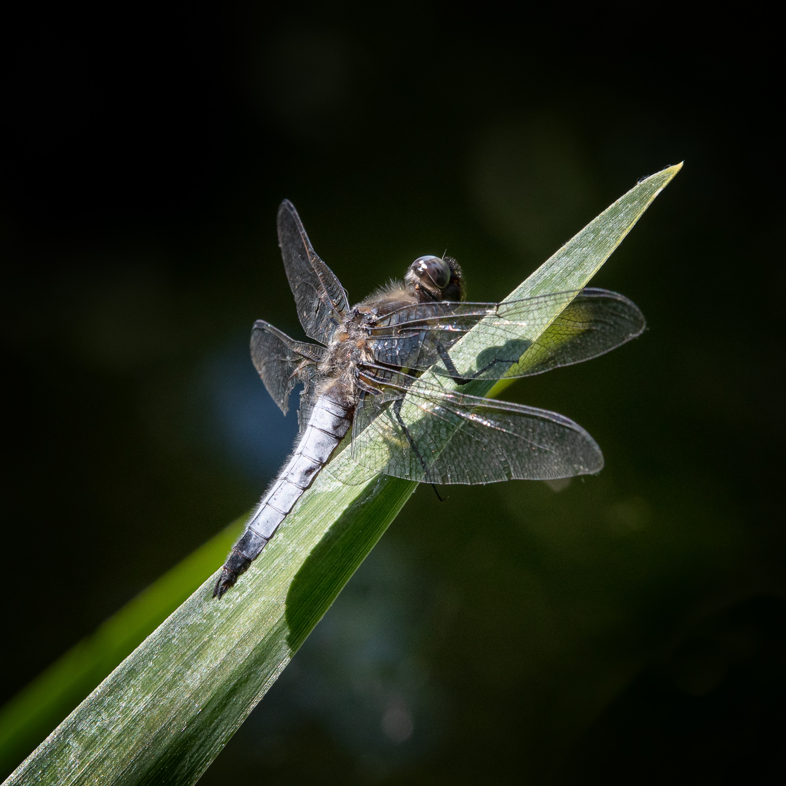 DSC_3906-Modifier.jpg