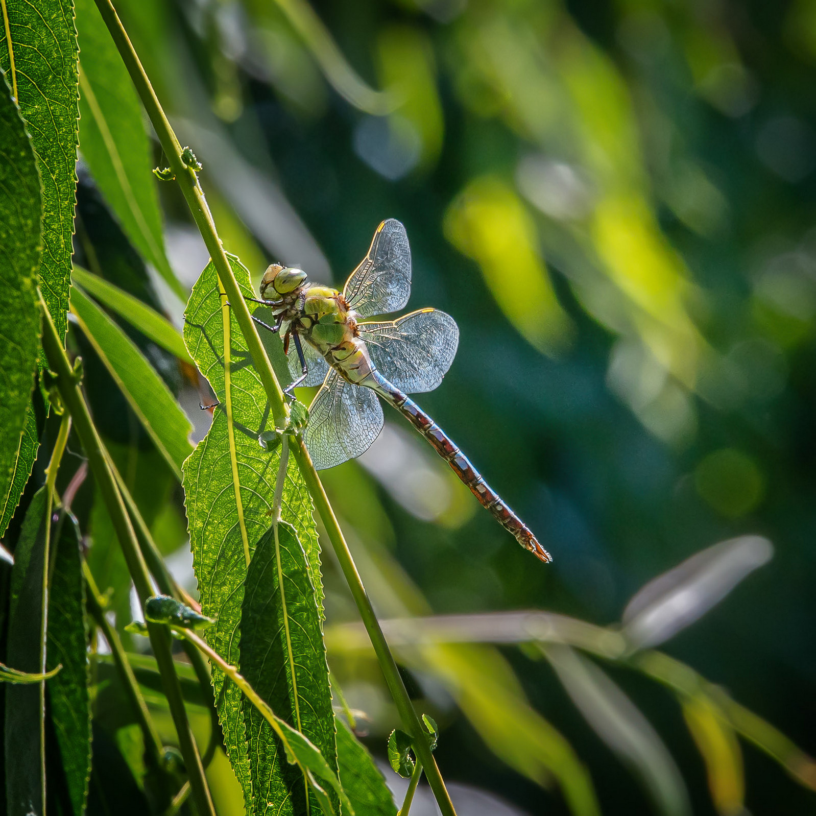 DSC_3943-Modifier.jpg