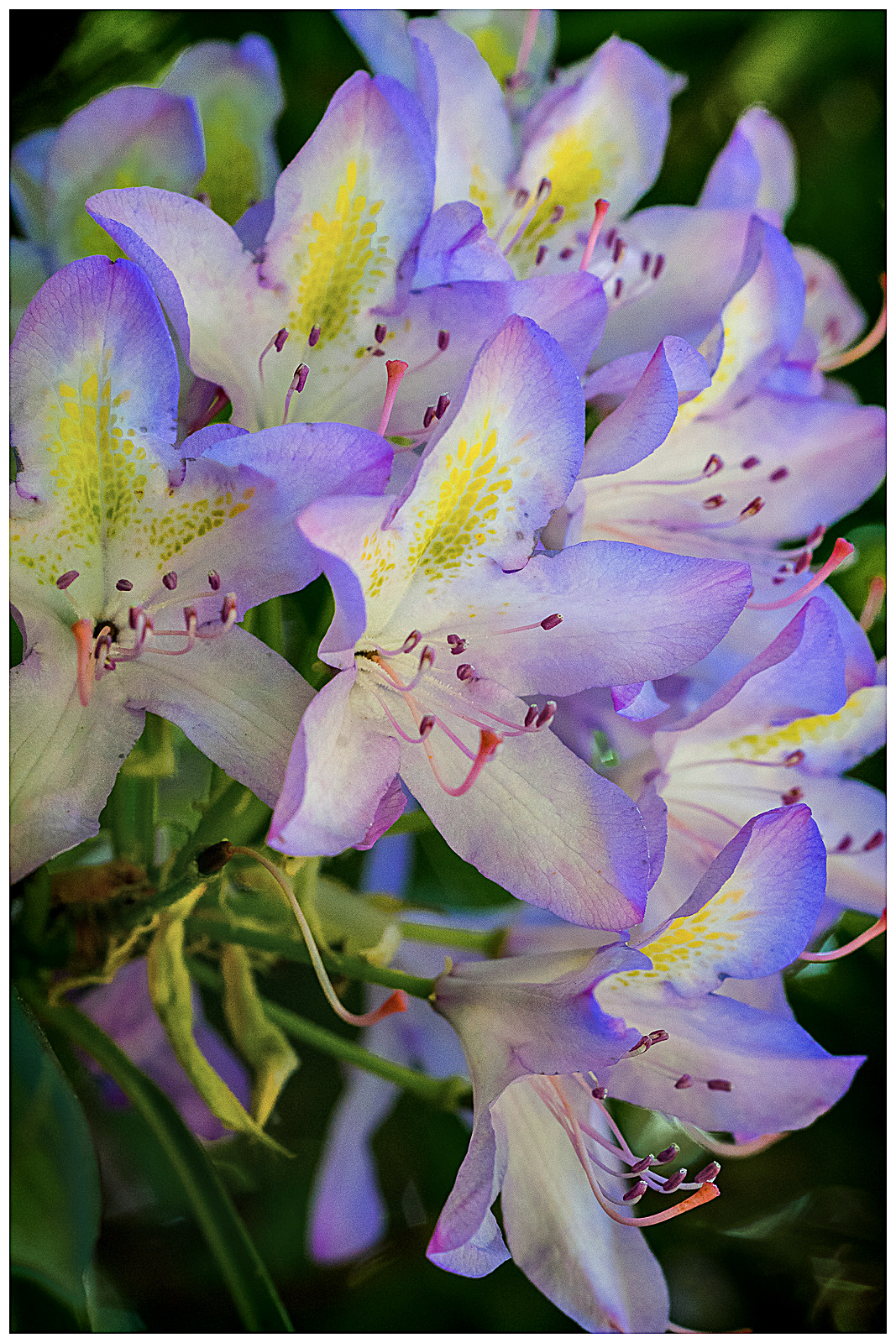 PhotoBilly-Rhododendron.jpg