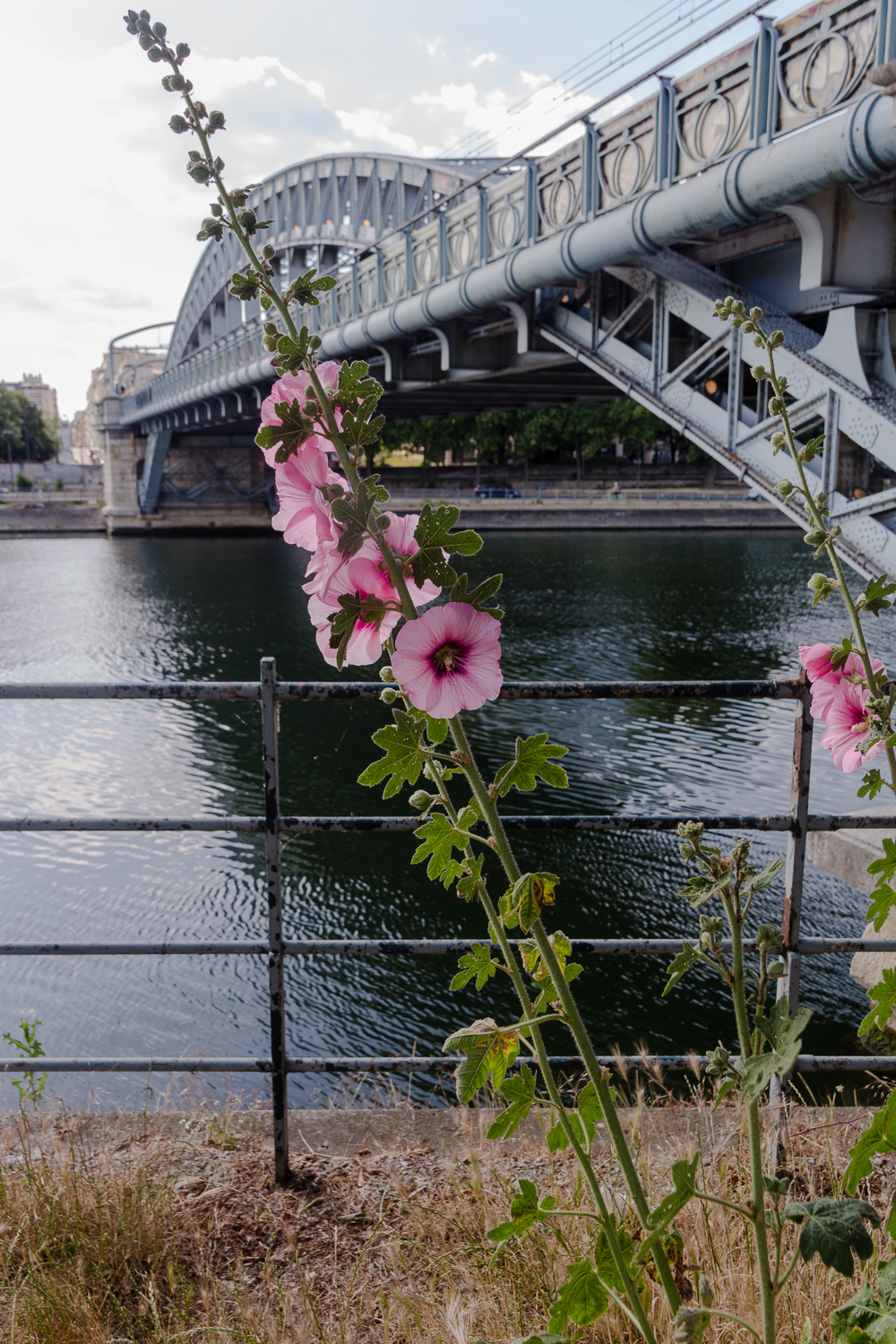 Fleur de Seine.jpg