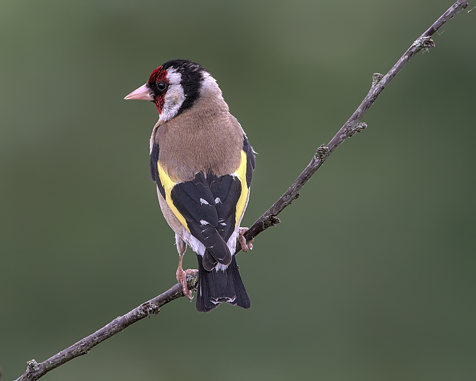 04 juin 2020_DSC0015_01.jpg