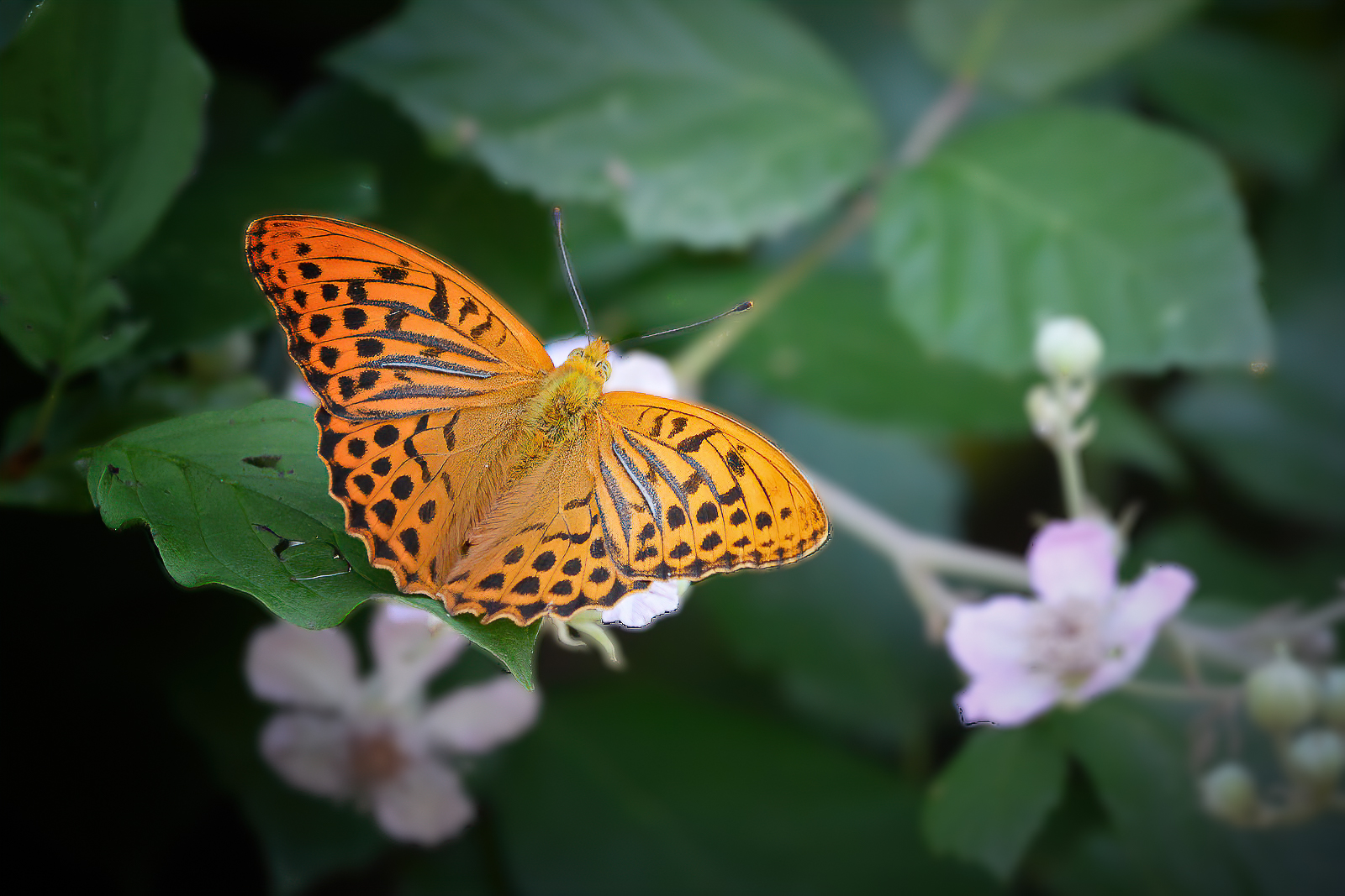 DSC_0380 (Copier)-Modifier-sharpen-sharpen.jpg