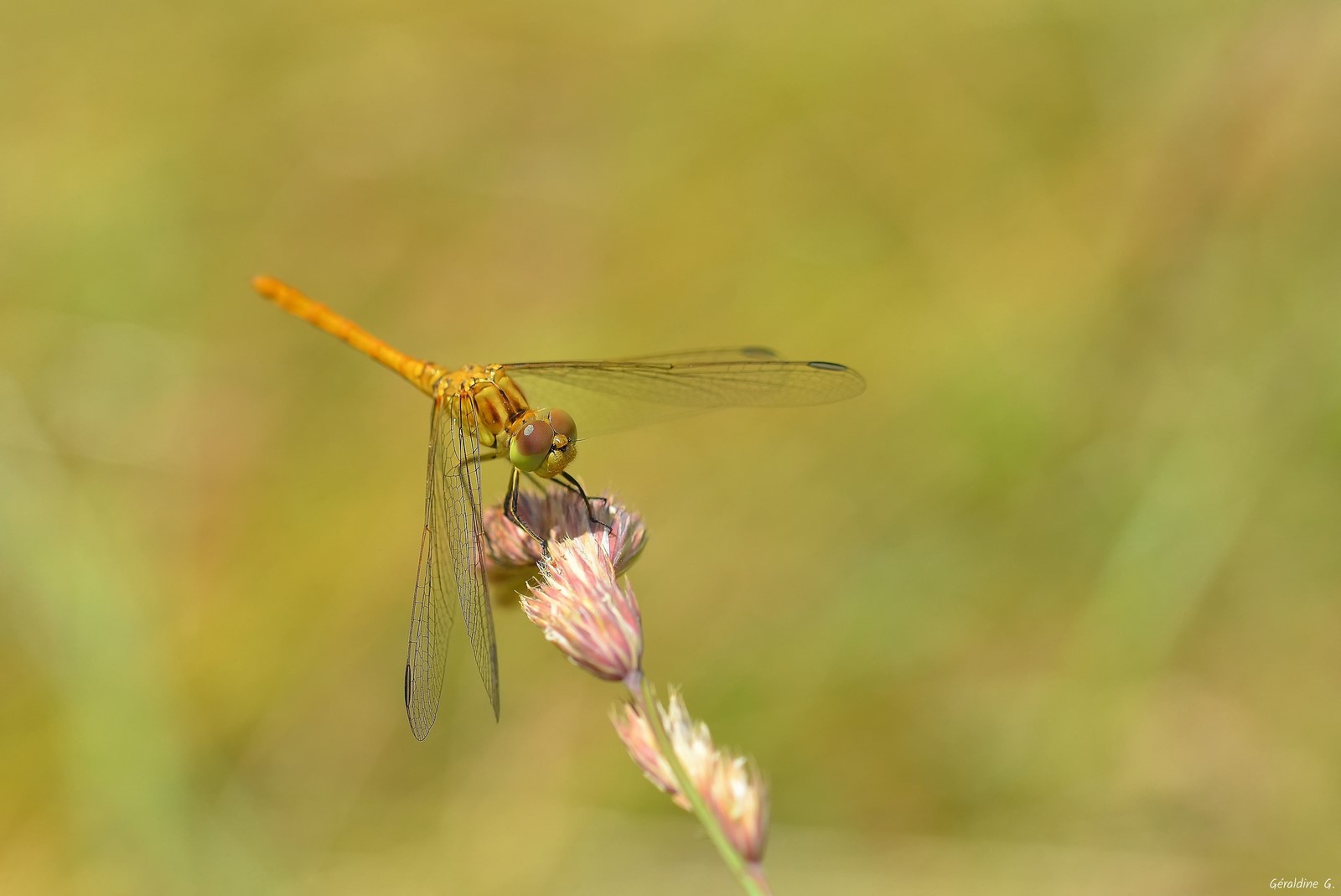 DSC_0137_filtered-001 (Copier).jpg