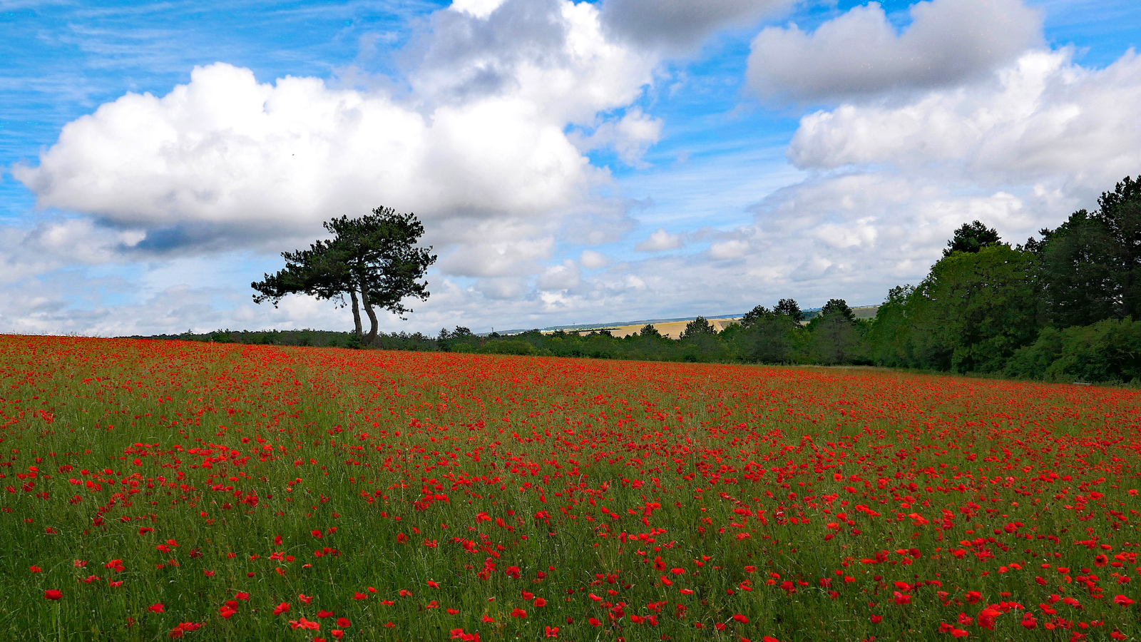 Photo Vincent - Coquelicots.jpg