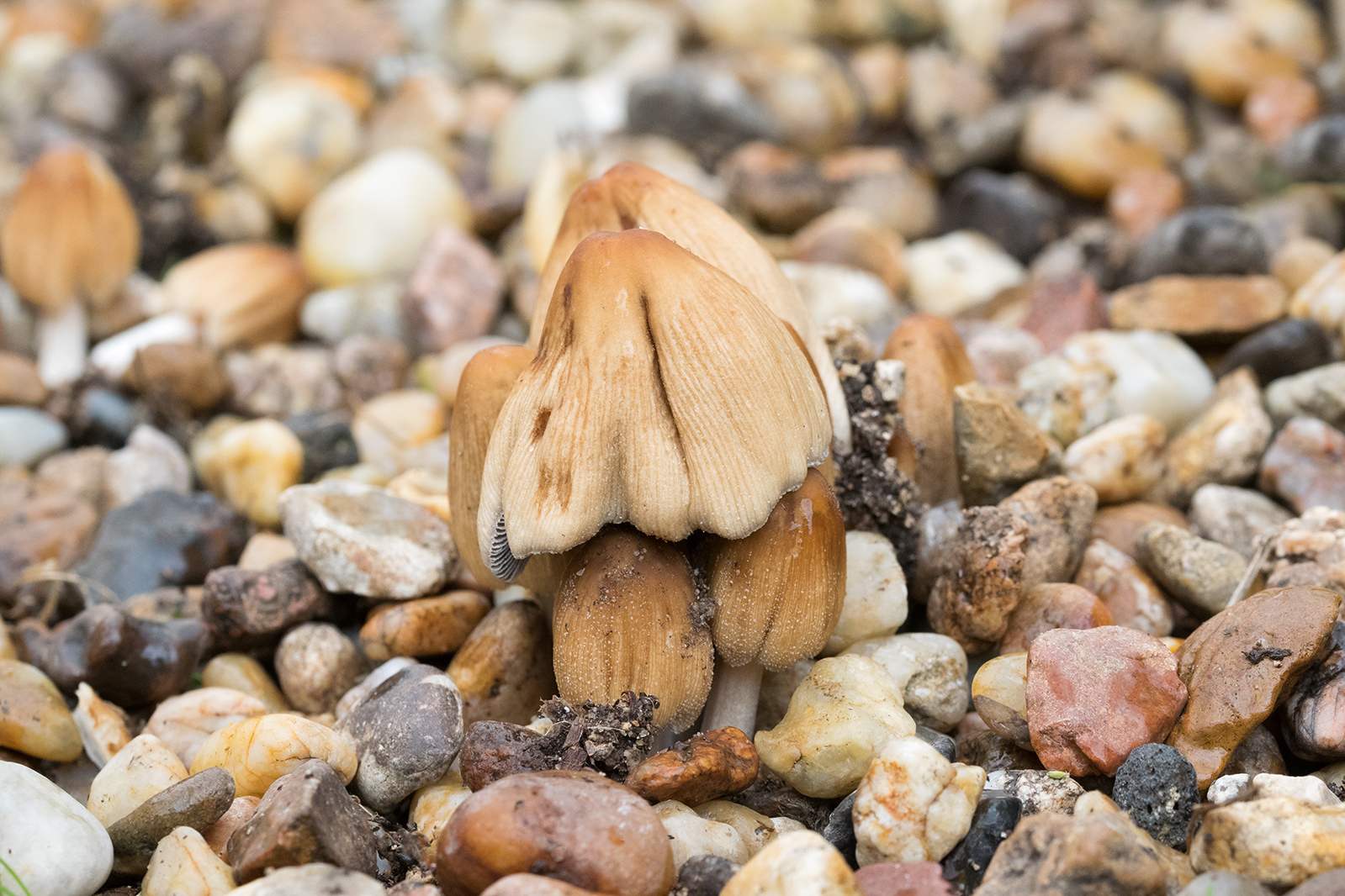16 juin 2020_DSC0048-Champignons & Cailloux.jpg