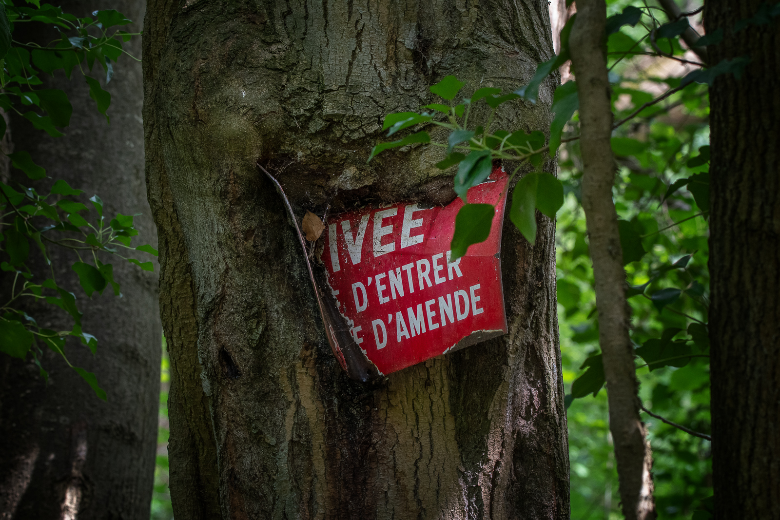 DSC_4261-Modifier.jpg
