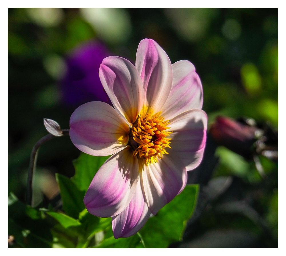 PhotoDidierLille-Fleur.jpg