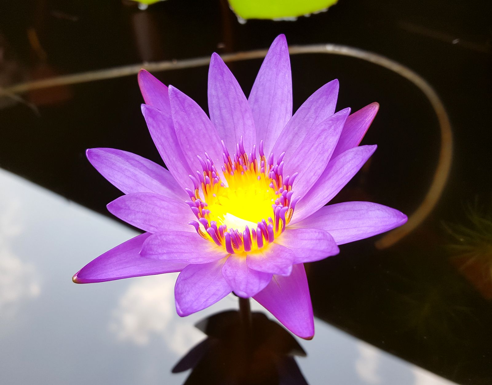 lotus 1600.jpg