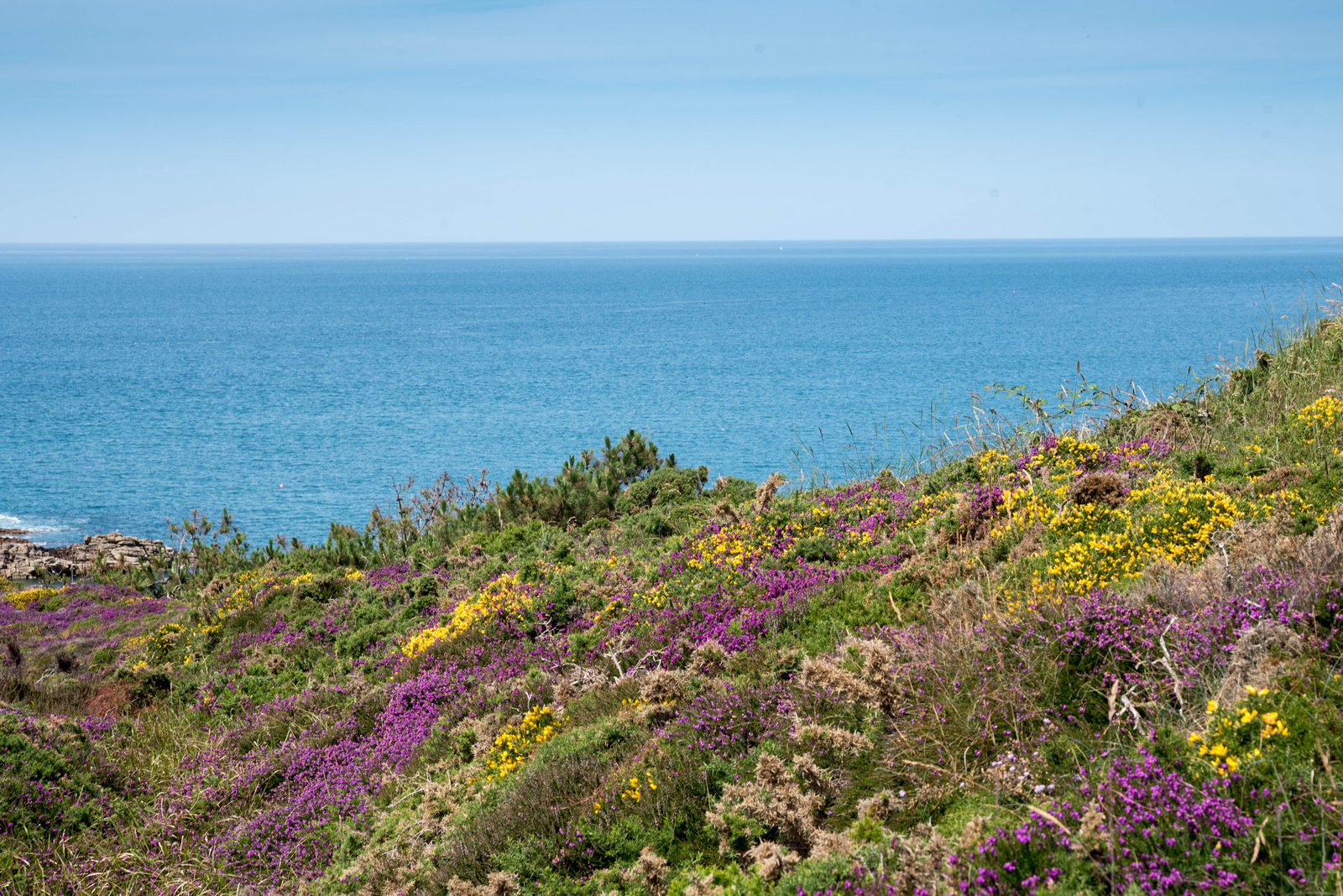 Fréhel la lande (1 sur 1)1600px.jpg