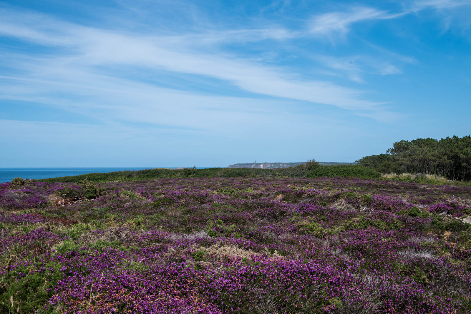 Fréhel la lande.2 (1 sur 1)1600px.jpg