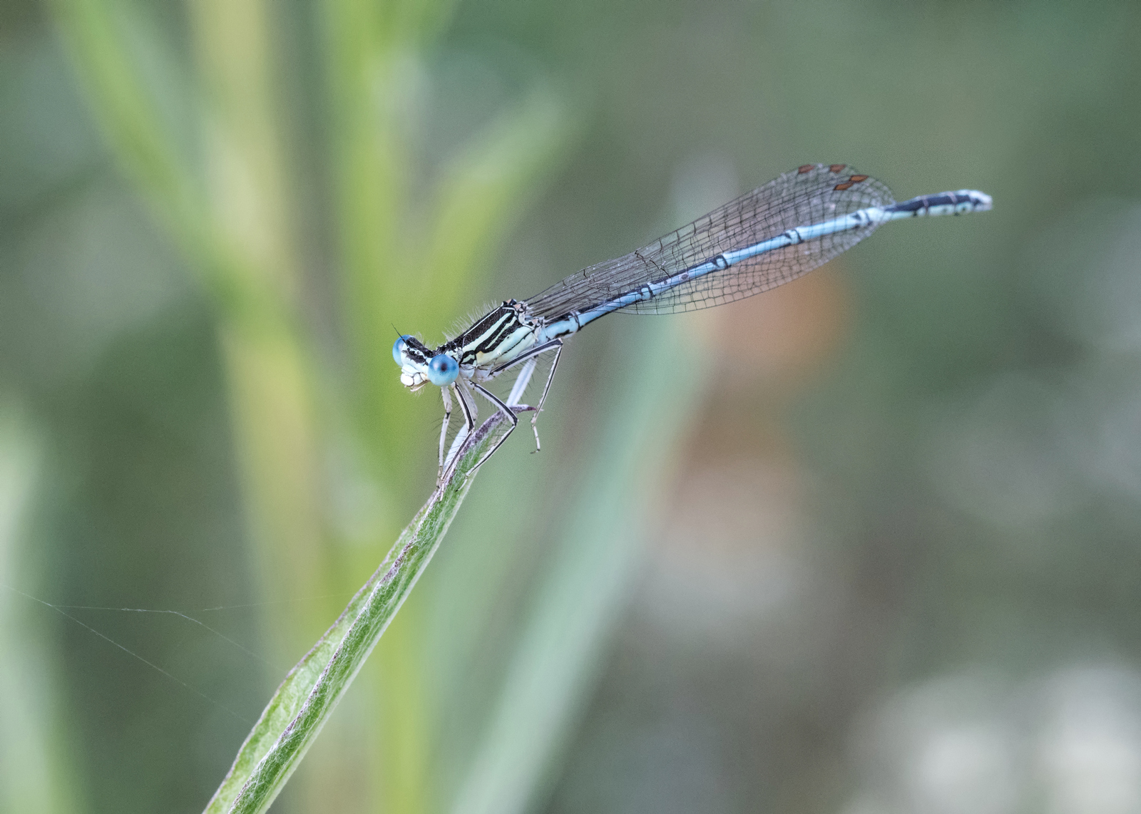24 juin 2020_DSC0142-Libellule .jpg