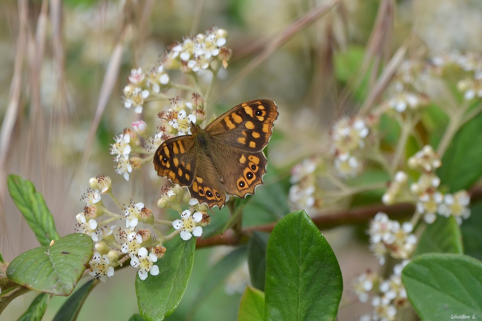 DSC_0415_filtered-001 (Copier).jpg