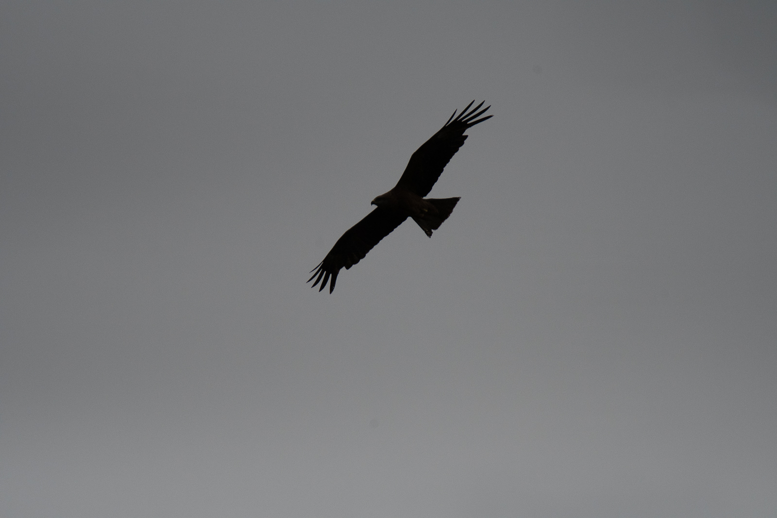 DSC_4489.jpg