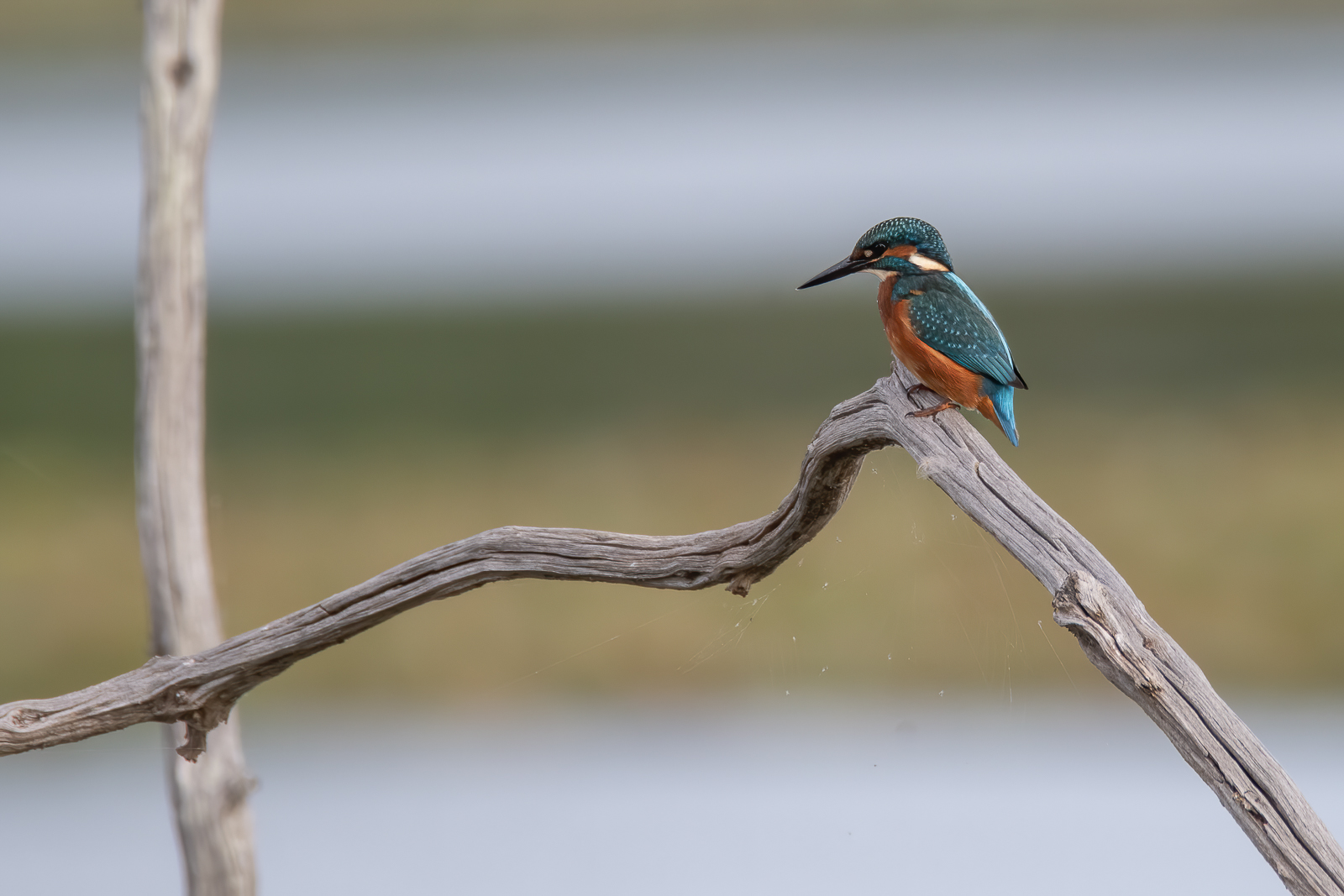 DSC_4374-Modifier-Modifier.jpg