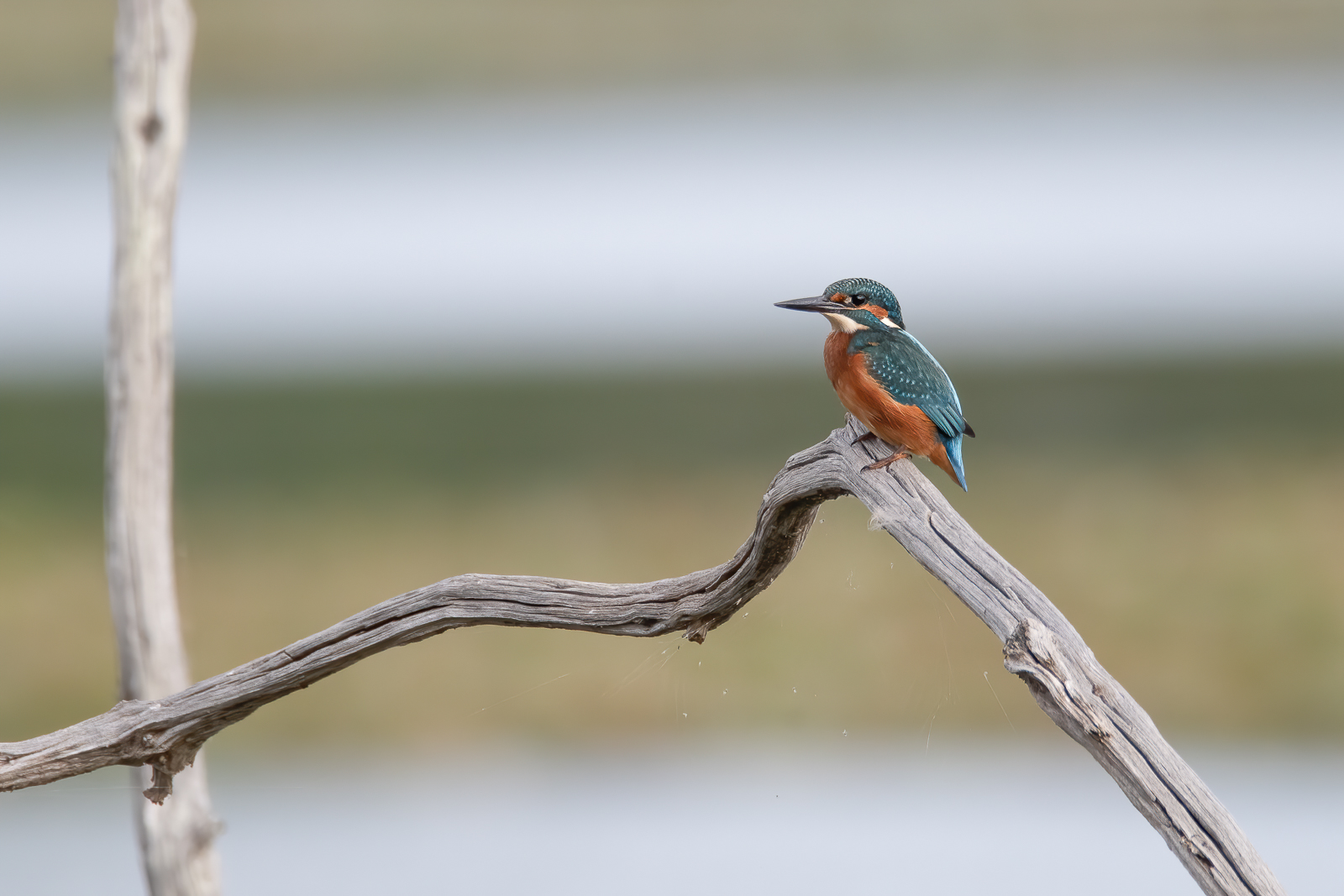 DSC_4384-Modifier.jpg