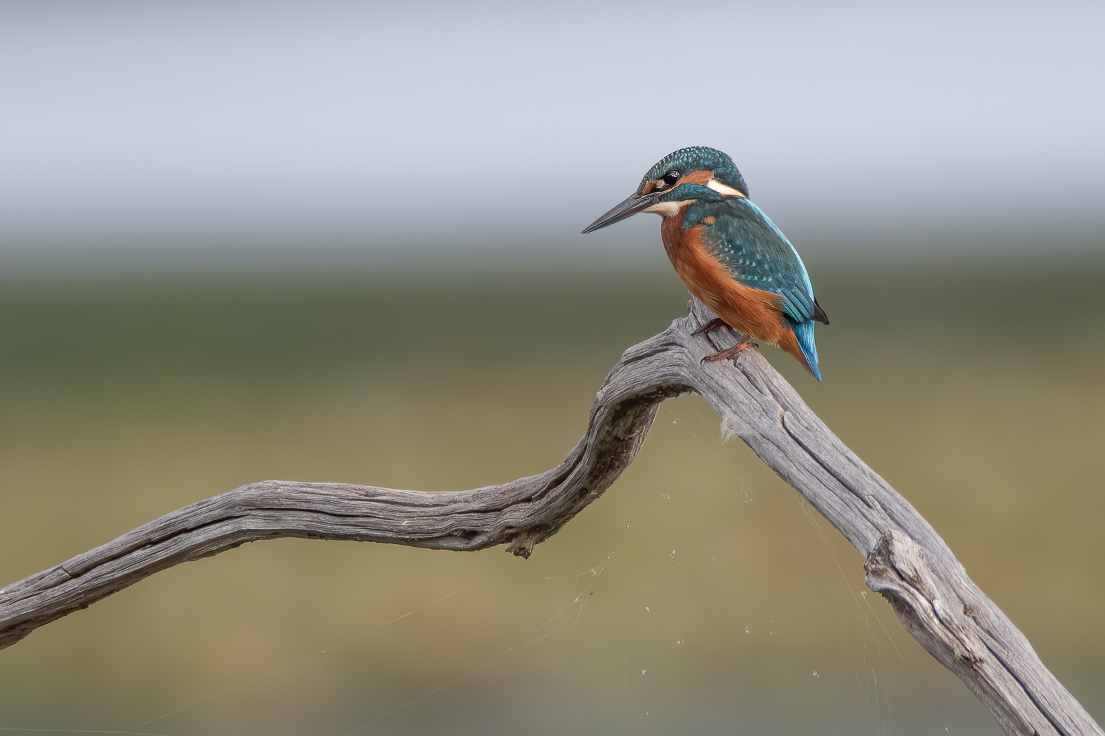 DSC_4391-Modifier-Modifier.jpg