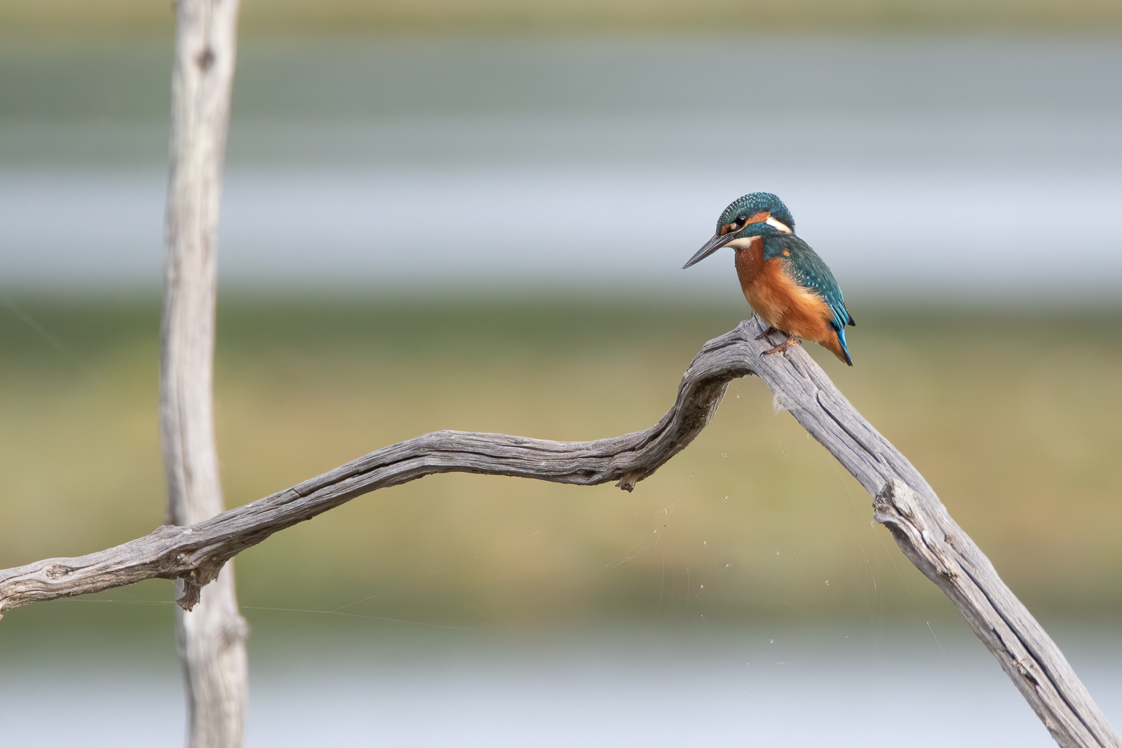 DSC_4413-Modifier-Modifier.jpg