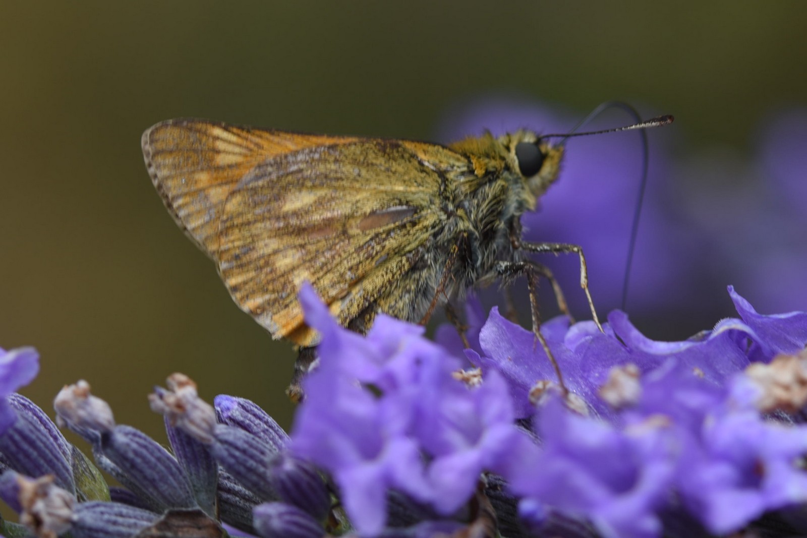 DSC_5628 1600px.jpg