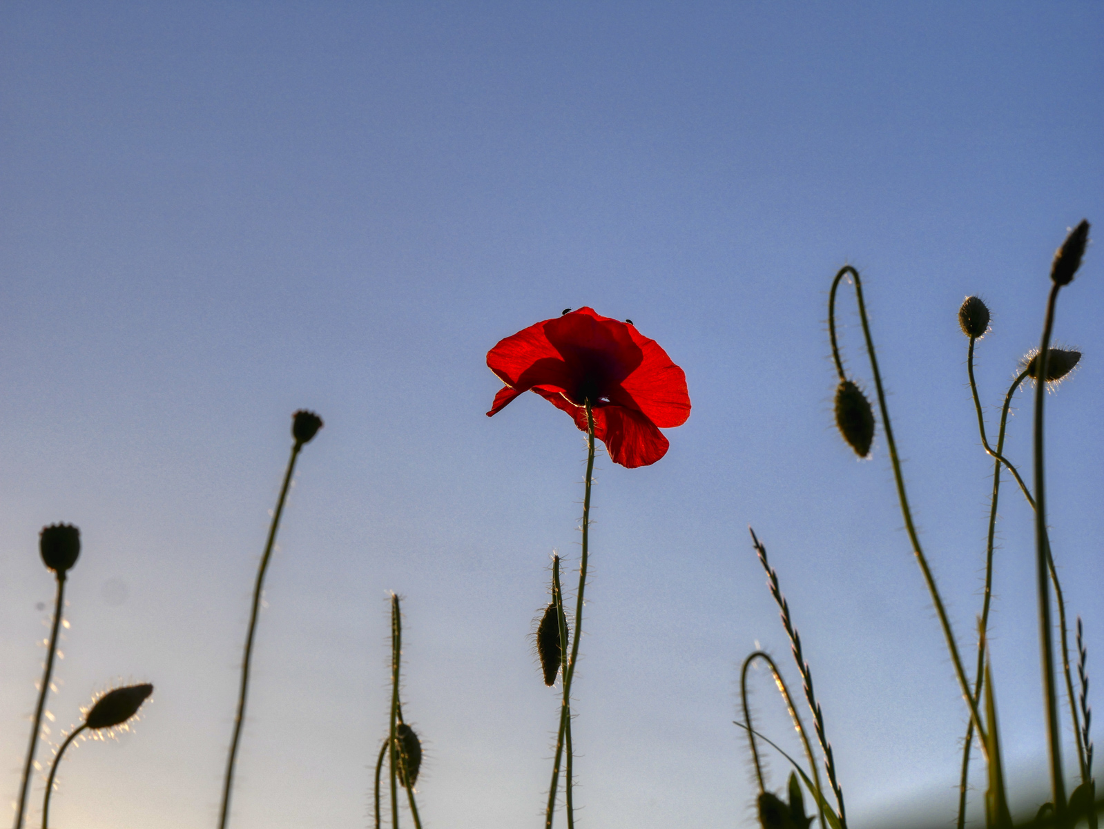 coquelicot.jpg