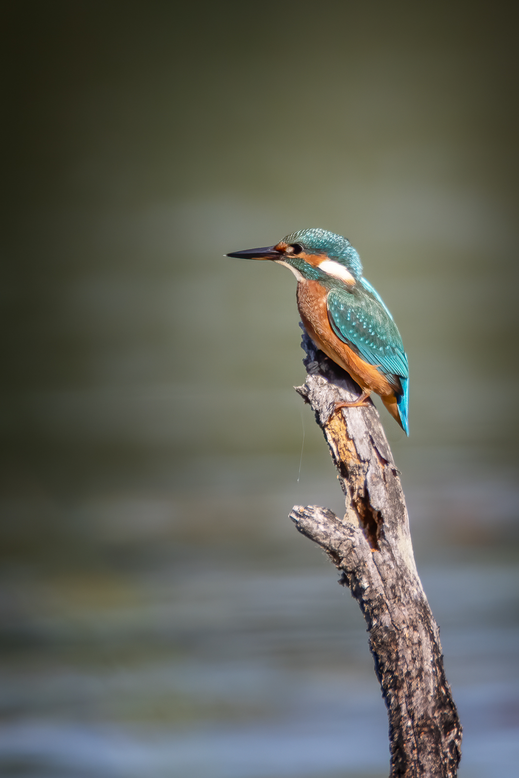 DSC_4897-Modifier-Modifier.jpg