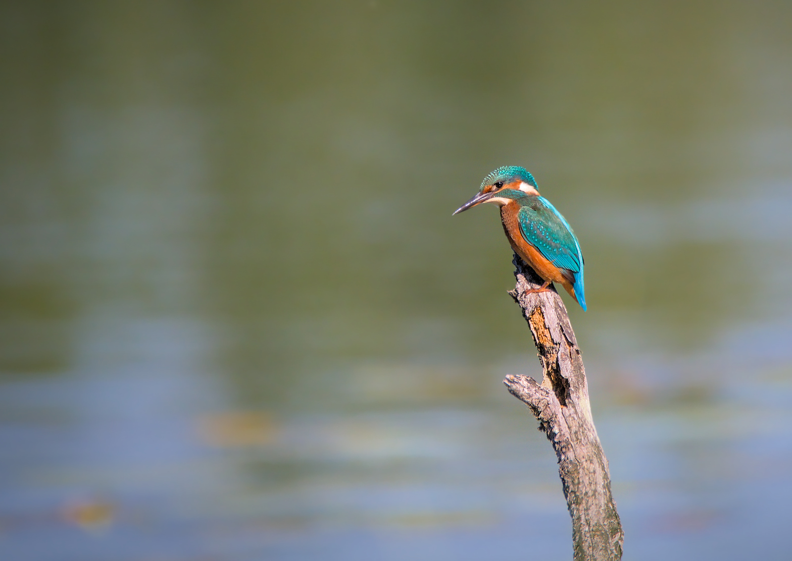 DSC_4921.jpg