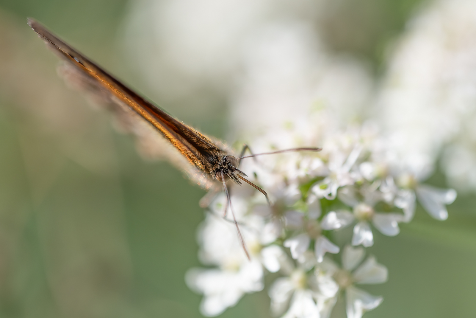 DSC_5639-Modifier.jpg