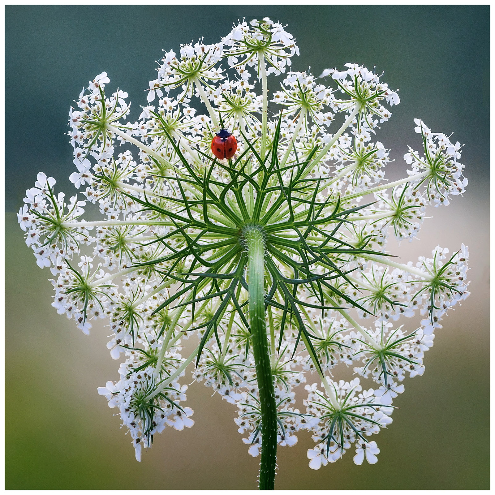 PhotoBilly-Coccinelle-13 juillet 2020.jpg