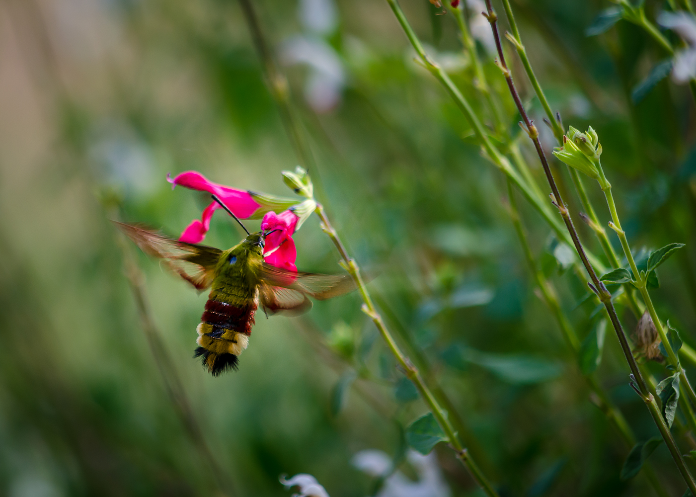 DSC_1001-Modifier-2.jpg