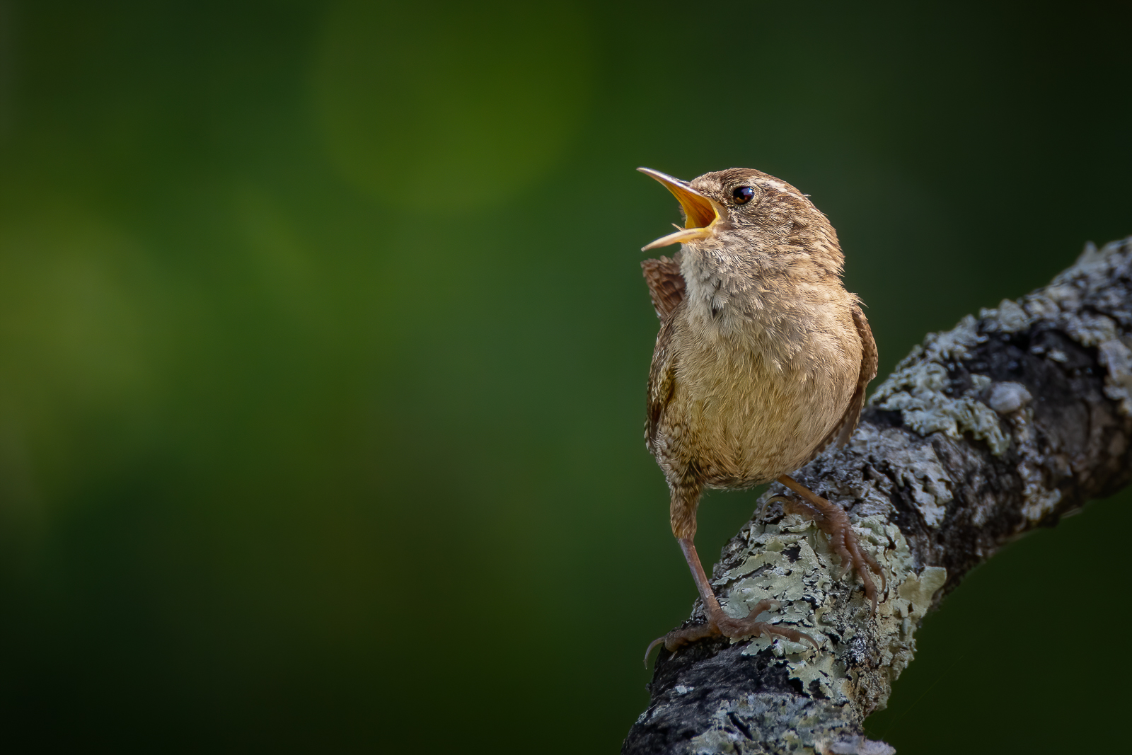 DSC_5107-Modifier-Modifier.jpg