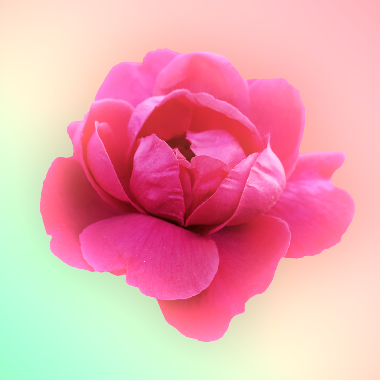 24 juin 2020_DSC0257-Pivoine_01.jpg