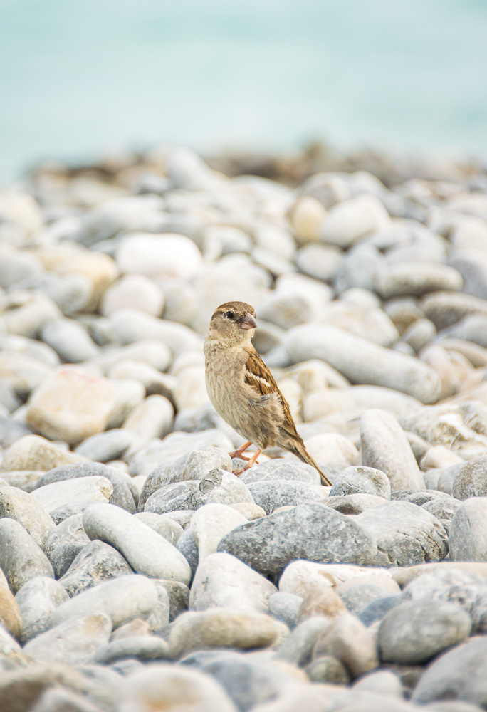 Moineau1.jpg