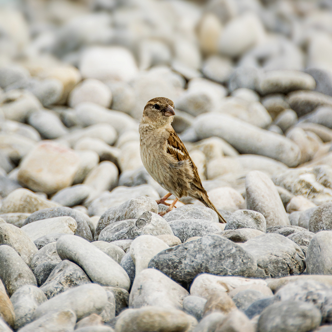 Photo MarineS - Petit Moineau -26 juillet 2020.jpg