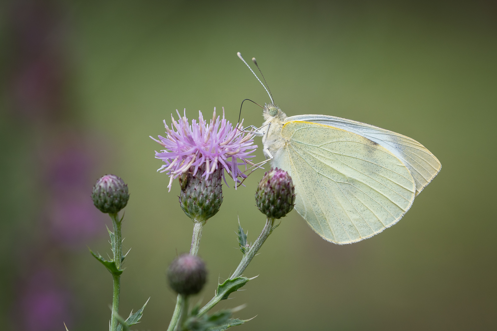 DSC_5895-Modifier.jpg