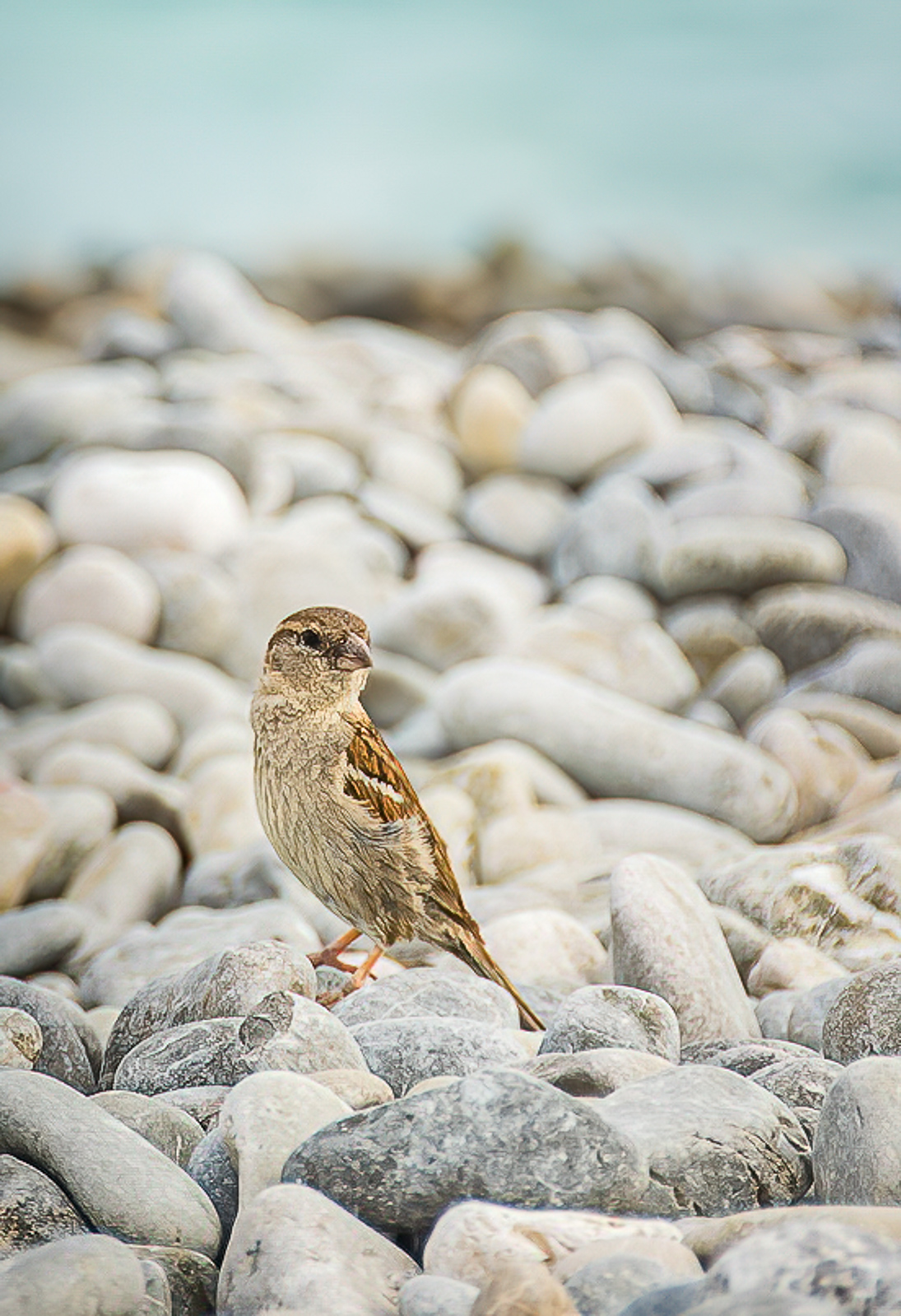 Moineau1-Modifier-Modifier.jpg