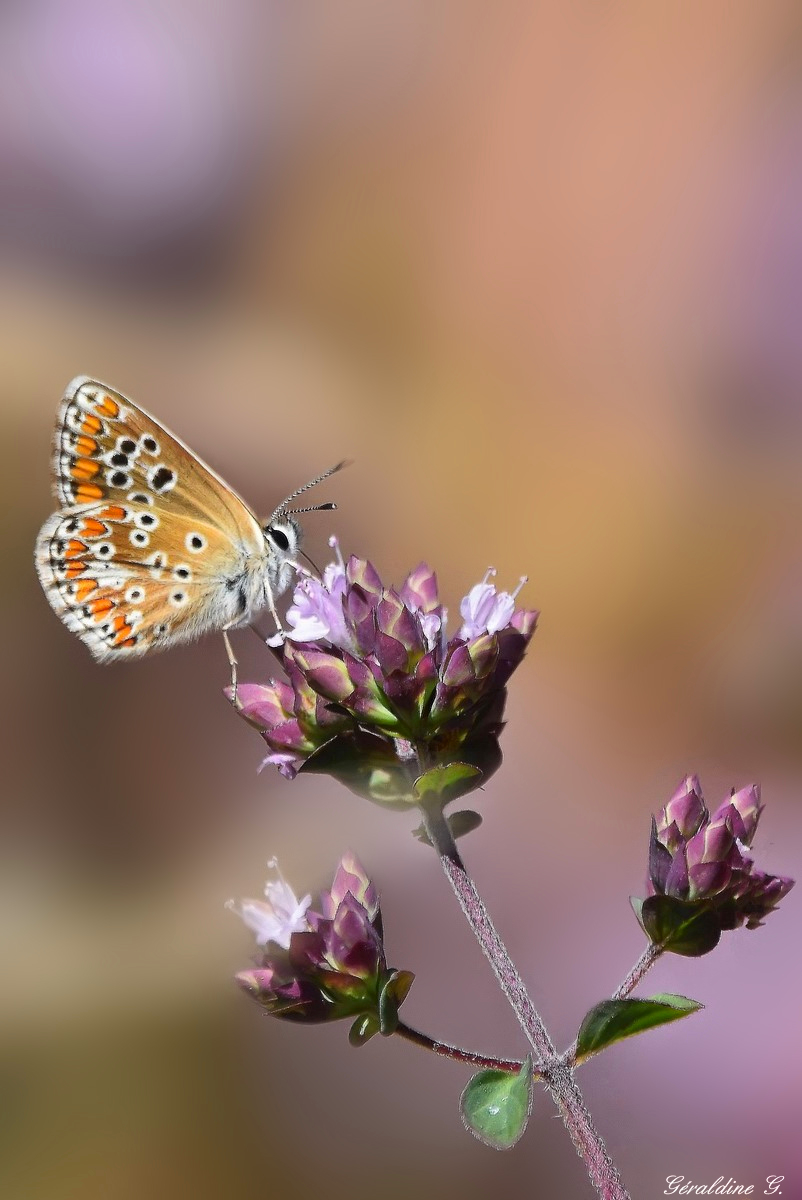 Photo eauderose - Papillon Collier de corail - 28juillet2020.jpg