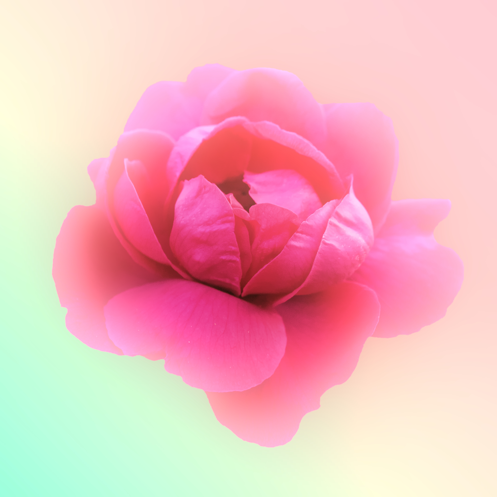 24 juin 2020_DSC0257-Rose_02.jpg