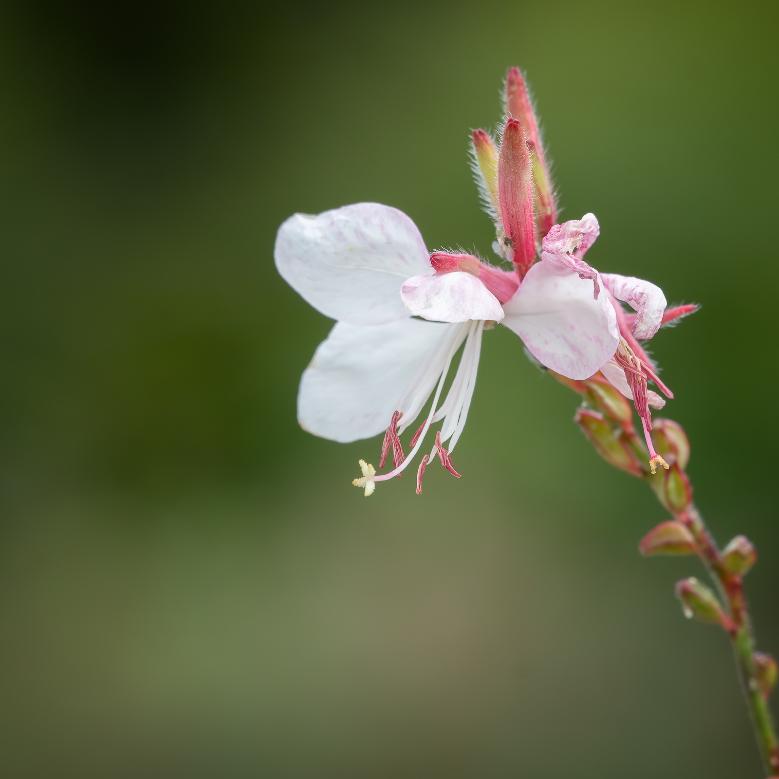 DSC_5806-Modifier-Modifier.jpg